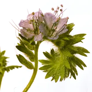 Phacelia distans