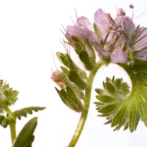Phacelia distans