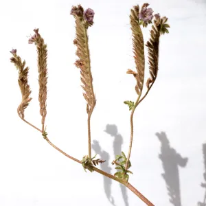 Phacelia distans