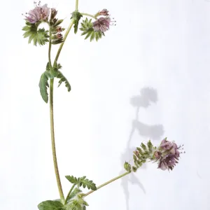 Phacelia distans