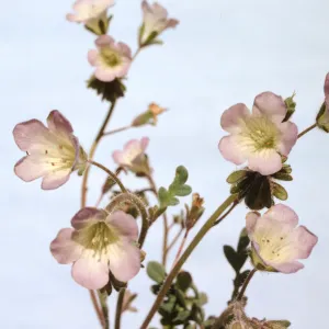 Phacelia douglasii