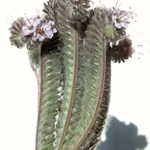 Phacelia cicutaria var. hubbyi