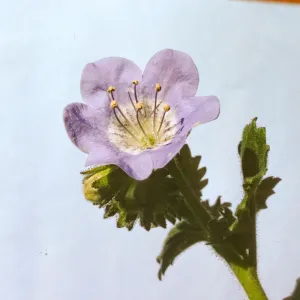 Phacelia grandiflora