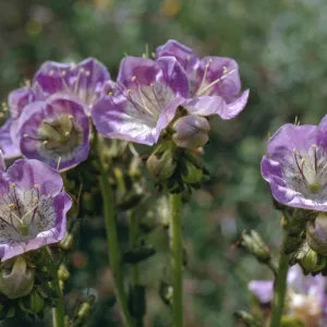 Phacelia grandiflora
