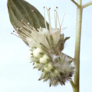 Phacelia imbricata