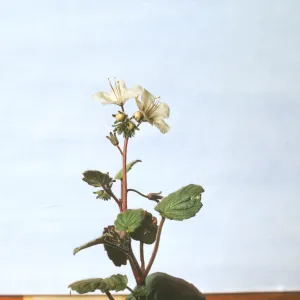 Phacelia longipes