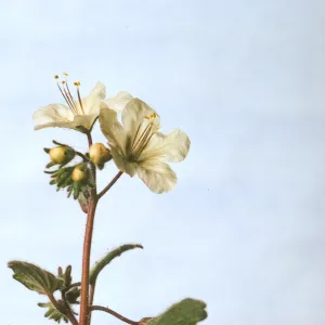 Phacelia longipes