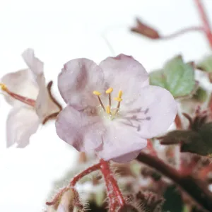 Phacelia longipes