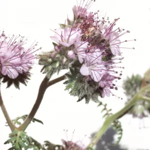 Phacelia tanacetifolia