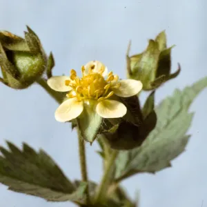 Potentilla glandulosa