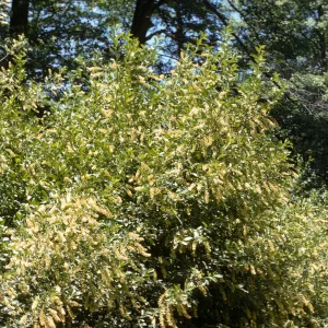 Prunus virginiana var. demissa