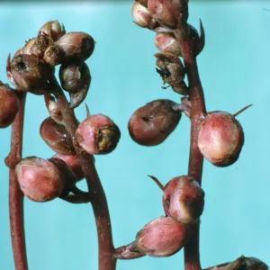 Pyrola picta