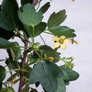 Ribes aureum