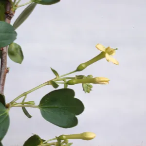 Ribes aureum