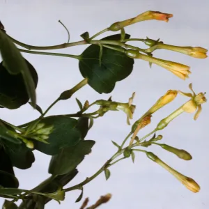 Ribes aureum
