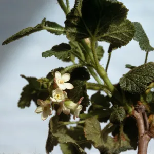 Ribes malvaceum