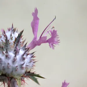 Salvia carduacea