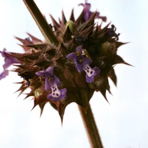 Salvia columbariae (Chia)