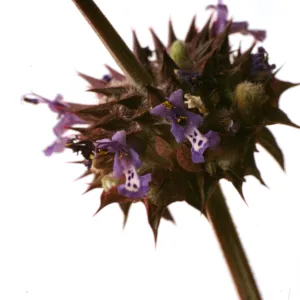 Salvia columbariae (Chia)