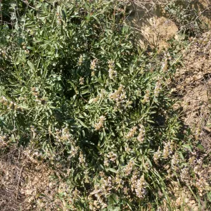 Salvia mellifera (Black Sage)