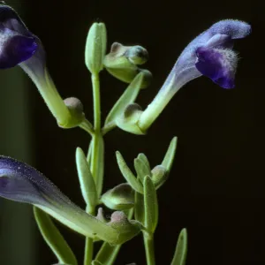 Scutellaria austiniae