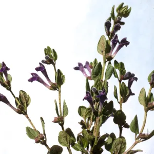 Scutellaria tuberosa ssp. australis
