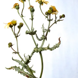 Senecio californicus