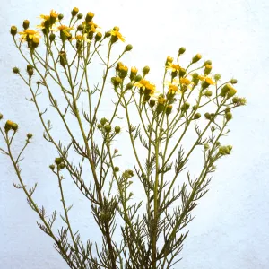 Senecio douglasii