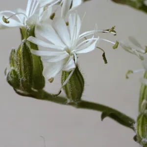 Silene dichotoma