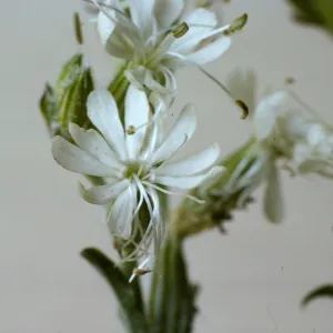 Silene dichotoma