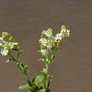 Silene dichotoma