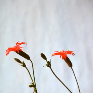 Silene laciniata ssp. major
