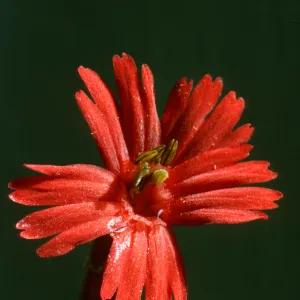 Silene laciniata ssp. major