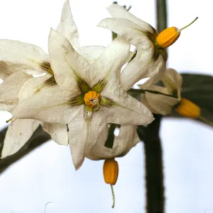 Solanum douglasii