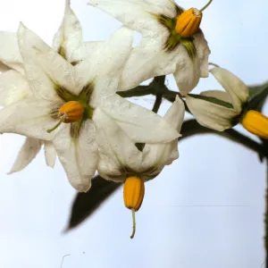 Solanum douglasii