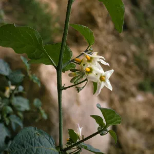 Solanum douglasii