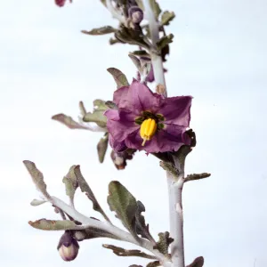 Solanum umbelliferum var. incanum