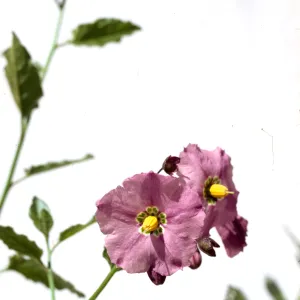 Solanum xanti var. hoffmannii