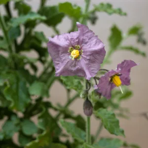 Solanum xanti var. intermedium