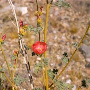 Sphaeralcea ambigua