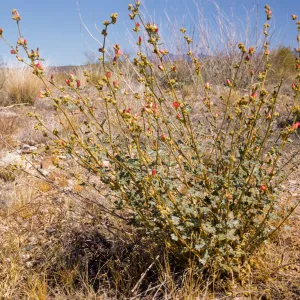 Sphaeralcea ambigua