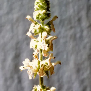 Stachys albens