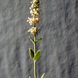 Stachys albens