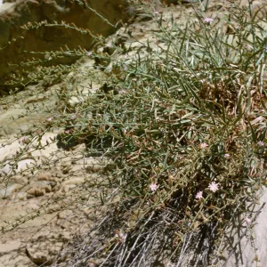 Stephanomeria cichoriacea