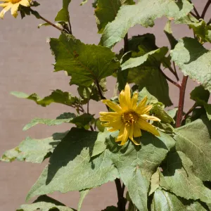 Venegasia carpesioides