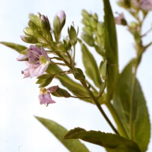 Veronica anagallis-aquatica