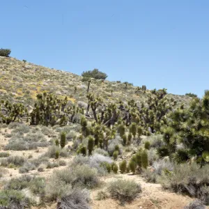 Yucca brevifolia var. herbertii - Joshua Trees