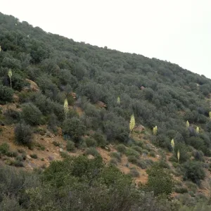 Yucca whipplei