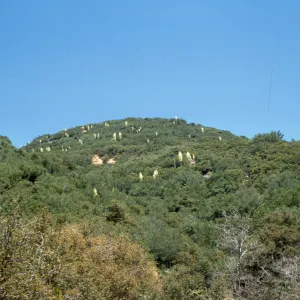 Yucca whipplei