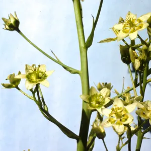 Zigadenus fremontii 